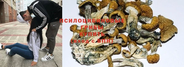 PSILOCYBIN Нефтегорск